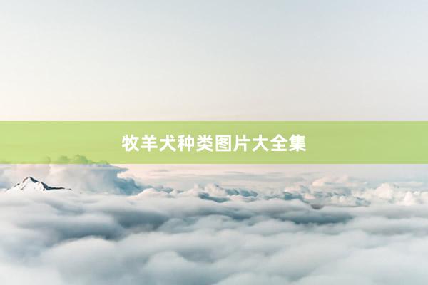 牧羊犬种类图片大全集
